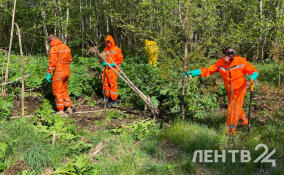 Волонтёры вышли на борьбу с борщевиком у реки Величка в Ленобласти