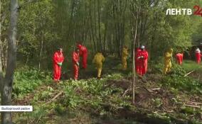 В Ленинградской области продолжают бороться с борщевиком