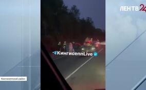 Девушка чудом осталась жива после встречи с лосем на Таллинском шоссе