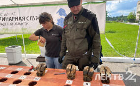 Лучшего ветеринарного ортопеда СЗФО определяют в Волосовском районе