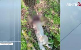 Житель Первомайского убил свою собаку