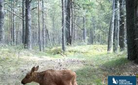 Фотоловушка запечатлела, как маленький лосенок из Нижне-Свирского заповедника делает первые шаги