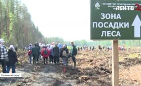 Как в Ленобласти прошла акция «Всероссийский день посадки леса»