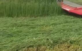 Заготовка кормов стартовала в Ленобласти