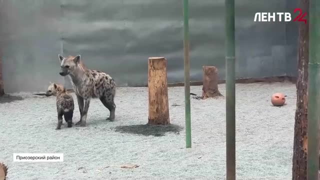 В зоопарке на Лампушке вновь пополнение