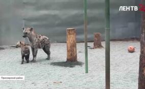 В зоопарке на Лампушке вновь пополнение