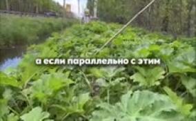 В Ленобласти ведется активная борьба с борщевиком