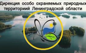 Сводная оперативная группа ловила нарушителей в заказниках Ленобласти
