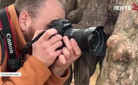 Вырица в объективе фотографа Александра Пашеничева