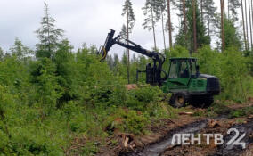 В Выборгском районе обновят лес на территории в 35 га