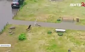 Полицейские установили личность хозяина собаки, которая набросилась на ребенка в Шлиссельбурге