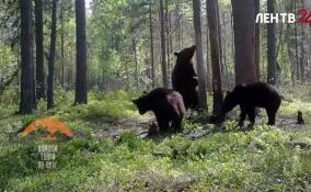 Во Всеволожском районе в объектив камеры попала медведица