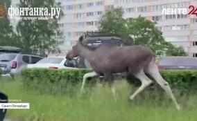 Напугавших жителей Петербурга лосей поймали и выпустили в лес