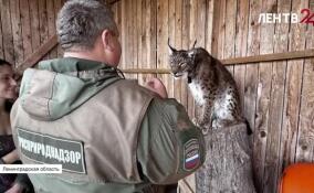 Росприроднадзор проверил условия содержания рысей Геральта и Булочки