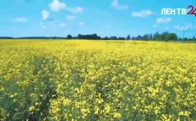 На госсортучастке в Волосовском районе получают до 10 продуктивных стеблей с колосьями из всего лишь одного семени