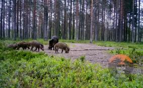 Во Всеволожском районе в объектив камеры попала мать-героиня среди диких свиней