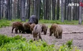 В Ленинградской области среди диких свиней появилась мать-героиня