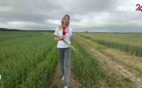 В Ленобласти вырастили один из сортов озимых культур. На это потребовалось более 20 лет