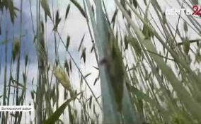 Агрономам удалось вырастить новый сорт озимого ячменя