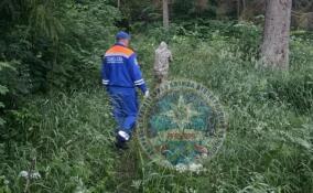 Спасатели всю ночь искали заплутавшего в лесу у поселка Чаща мужчину