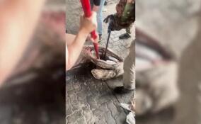 В порту Петербурга в тушах тунца нашли 500 кг кокаина