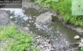 Экомилиция выявила признаки загрязнения водоемов в Лужском районе