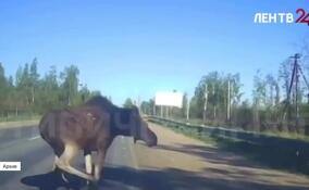 За прошедший месяц на дорогах Ленобласти произошло более 10 ДТП с участием лосей