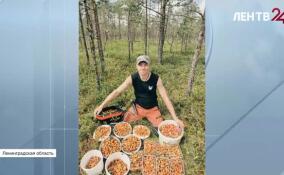 Начало июля жители Ленинградской области встречают в лесах