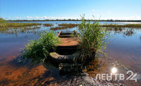 Небольшие дожди и до +23 градусов: о погоде в Ленобласти 3 июля