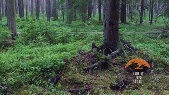 Первые вылазки щенков енотовидной собаки попали в объектив камеры во Всеволожском районе