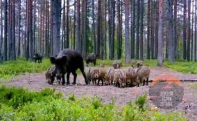 Лось случайно напугал стадо кабанов с детенышами во Всеволожском районе