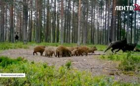 Во Всеволожском районе лось напугал семейство кабанов