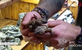 Калининградские таможенники обнаружили у иностранного гражданина редких ящериц