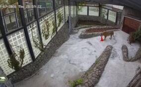 Амурская тигрица Агафья осваивается в Ленинградском зоопарке