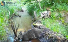 В Нижне-Свирском заповеднике кабаны устроили шоу на плотине