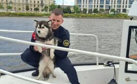 В Петербурге патрульные спасли из Невы собаку, которую уносило течением