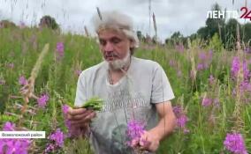Опытный травник раскрыл секреты сбора иван-чая