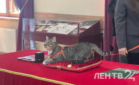 Эрмитажный кот Манеж будет ловить крыс в Цирке на Фонтанке