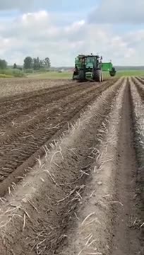 В Ленобласти начали копать картошку