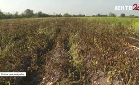 В Ломоносовском районе начали сбор урожая свеклы