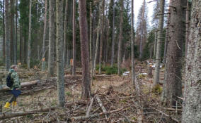В Ленобласти обследовали более 3,2 тысячи гектаров леса