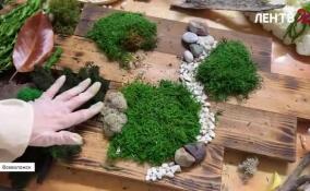 Картины из мха: декоратор из Всеволожска создает фитостены