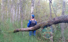 В лесу у поселка Кузьмоловский нашли тело пропавшей женщины