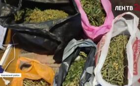 В доме жителя Кировского района обнаружили крупную наркоплантацию