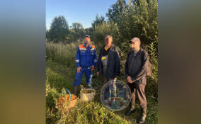 Двое грибников заплутали в лесу под Кировском