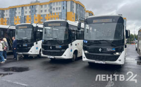 Большие автобусы могут начать курсировать по улицам Янино уже в сентябре
