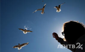 До +1 ночью и до +22 днем: прогноз погоды в Ленобласти на 28 августа