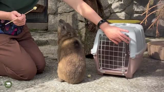 Даман Сеня из Ленинградского зоопарка отметил 11‑летие в День знаний
