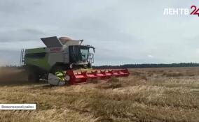 В хозяйстве «Приневское» в поля выходят все комбайны, чтобы убрать зерновые и картофель
