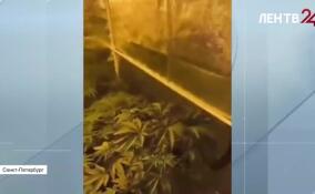В Петербурге задержали организатора домашней наркоплантации